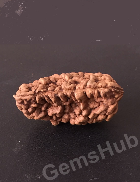 1 Face/Mukhi Certified Rudraksha 28.20 mm